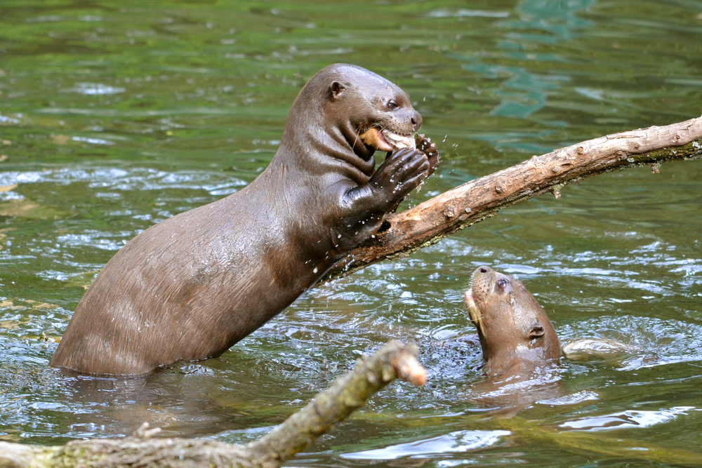 Amazon River Otter Amazon River Otter