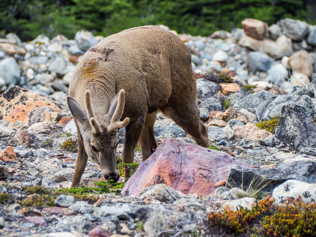 Huemul deer eating grass in Argentina Patagonia Huemul deer eating grass in Argentina Patagonia