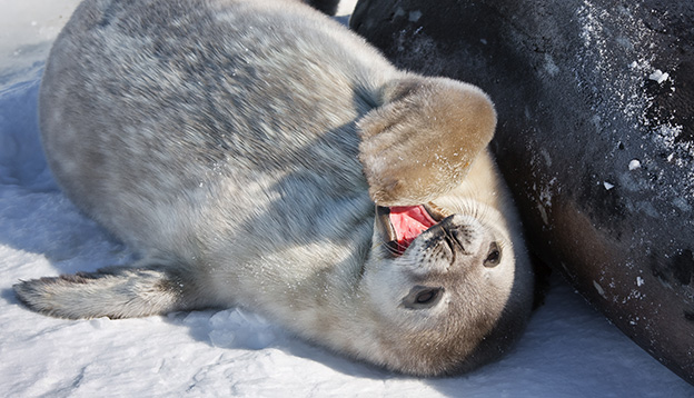 Seal rests on the snowy slopes of the Antarctic Seal rests on the snowy slopes of the Antarctic