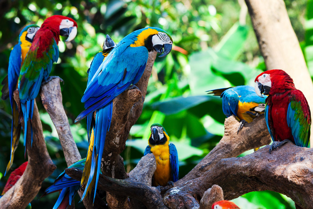 group of parrots in a tree in the Amazon group of parrots in a tree in the Amazon