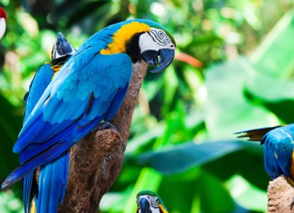 Top 10 Wildlife to Spot in the Amazon Top 10 Wildlife to Spot in the Amazon