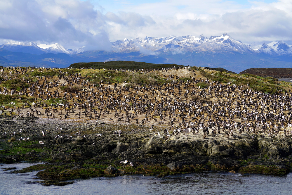 An Albatross colony by the ocean in Ushuaia, Argentina An Albatross colony by the ocean in Ushuaia, Argentina