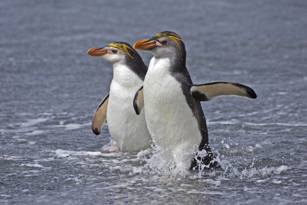 Royal Penguins. Royal Penguins.