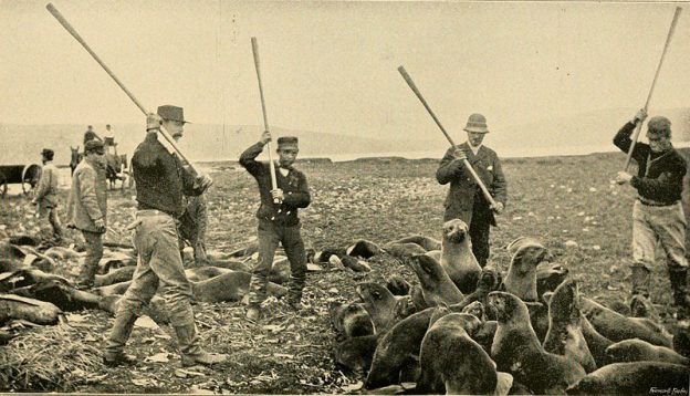 Slaughter of fur seals in Alaska in the 1890s. Slaughter of fur seals in Alaska in the 1890s.