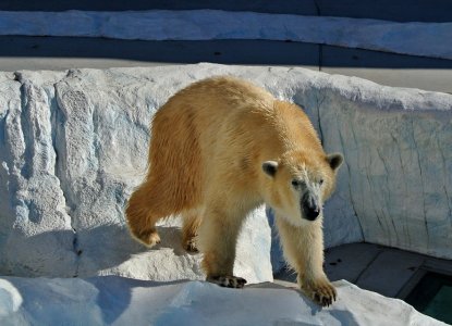 Are There Polar Bears in Antarctica? Are There Polar Bears in Antarctica?