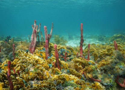 The Best Snorkel Sites in Panama The Best Snorkel Sites in Panama