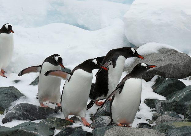 Gentoo Penguins. Gentoo Penguins.