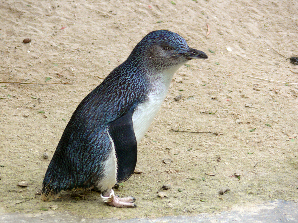 shutterstock_146145572 shutterstock_146145572