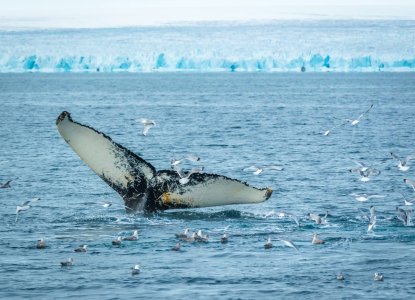 Meet The Wildlife of Svalbard Meet The Wildlife of Svalbard