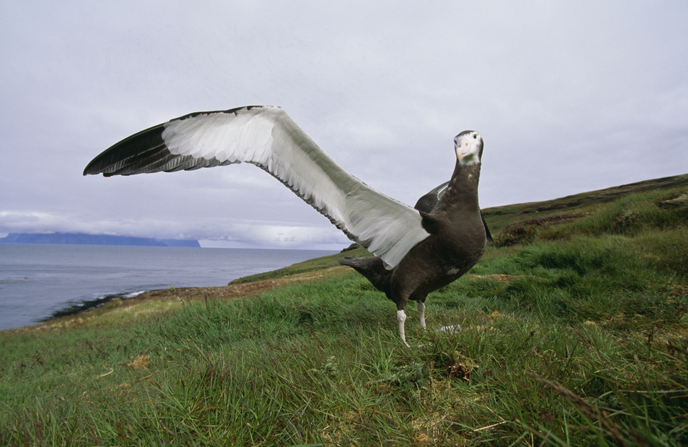 Wandering_Albatross Wandering_Albatross