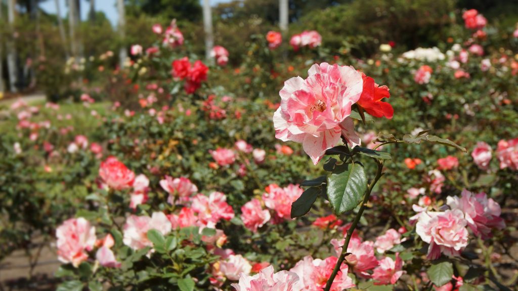 Botanical Gardens Bogota. Botanical Gardens Bogota.