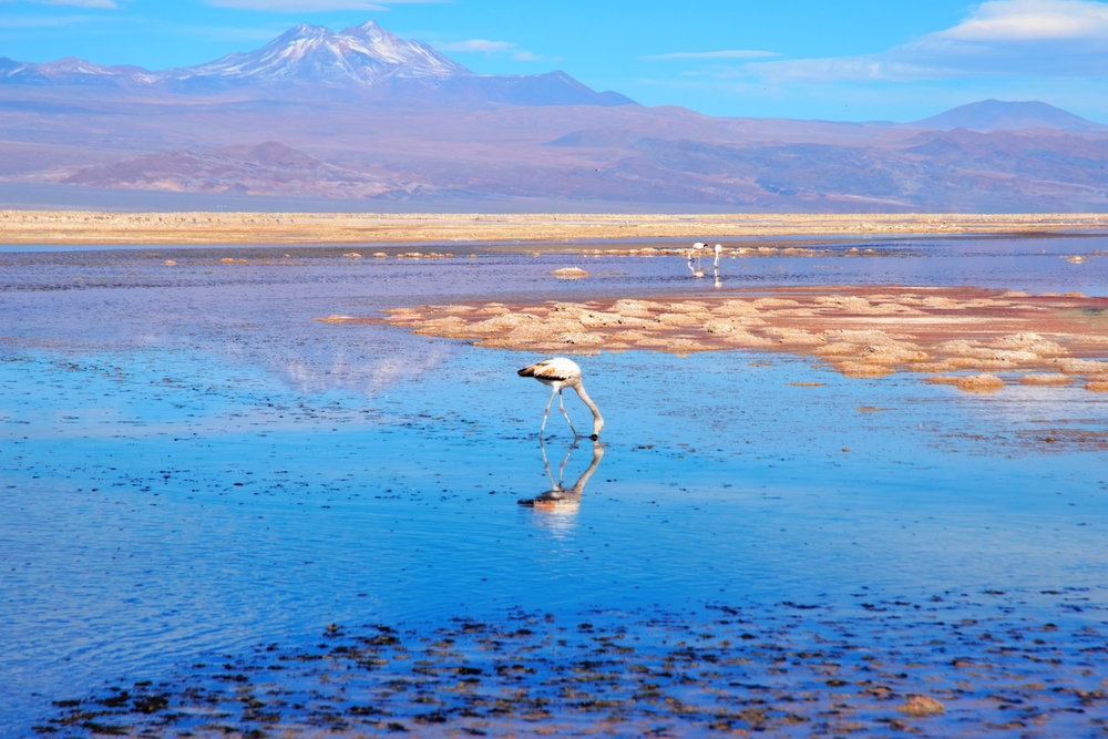 Flamingo’s at the Atacama Desert. Flamingo’s at the Atacama Desert.