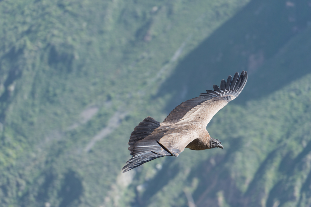 The majestic Andean Condor, one of the largest flying birds in the world, can be spotted in Peru’s Colca Canyon. The majestic Andean Condor, one of the largest flying birds in the world, can be spotted in Peru’s Colca Canyon.