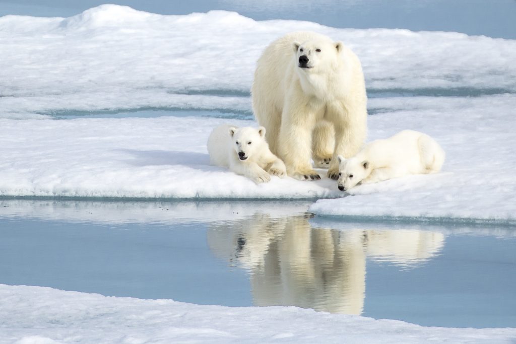Polar bear with two cubs polar bear with two cubs