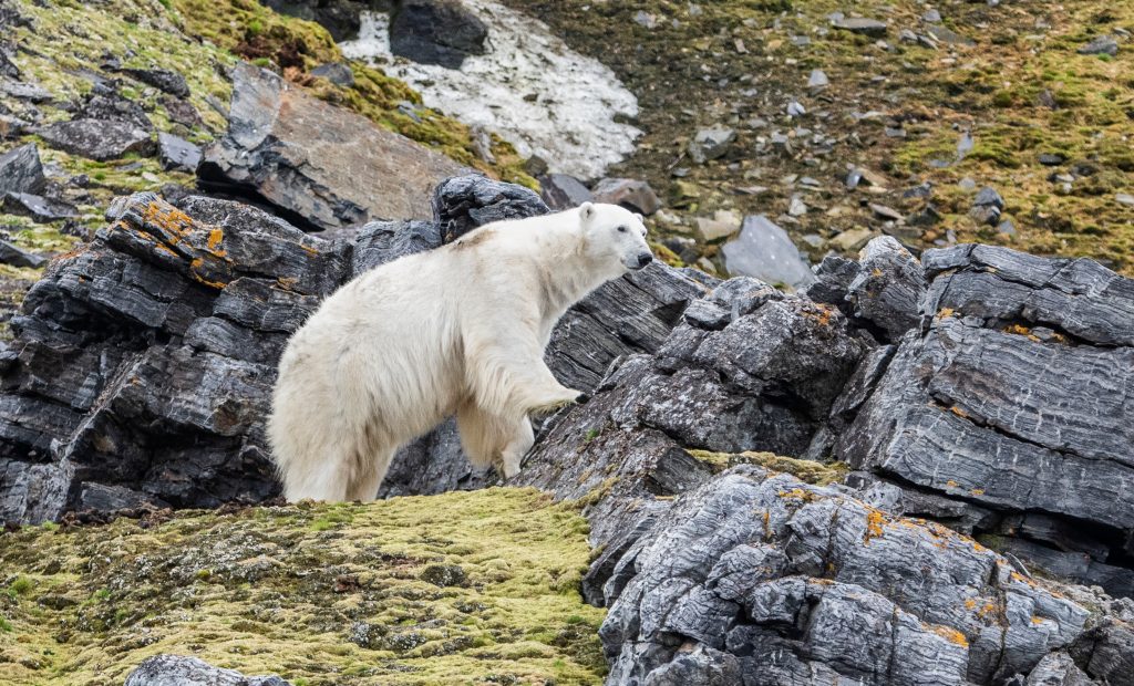 shutterstock_1227638572 shutterstock_1227638572