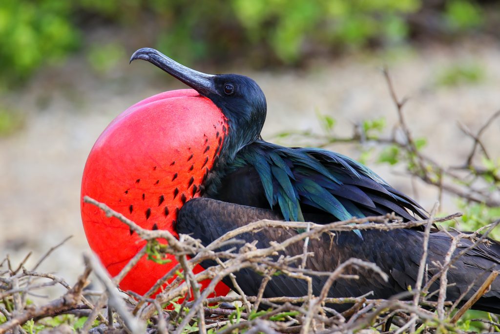 Male Great Frigatebird (Fregata minor) on Genovesa Island, Galapagos National Park, Ecuador - Island Guide Male Great Frigatebird (Fregata minor) on Genovesa Island, Galapagos National Park, Ecuador - Island Guide