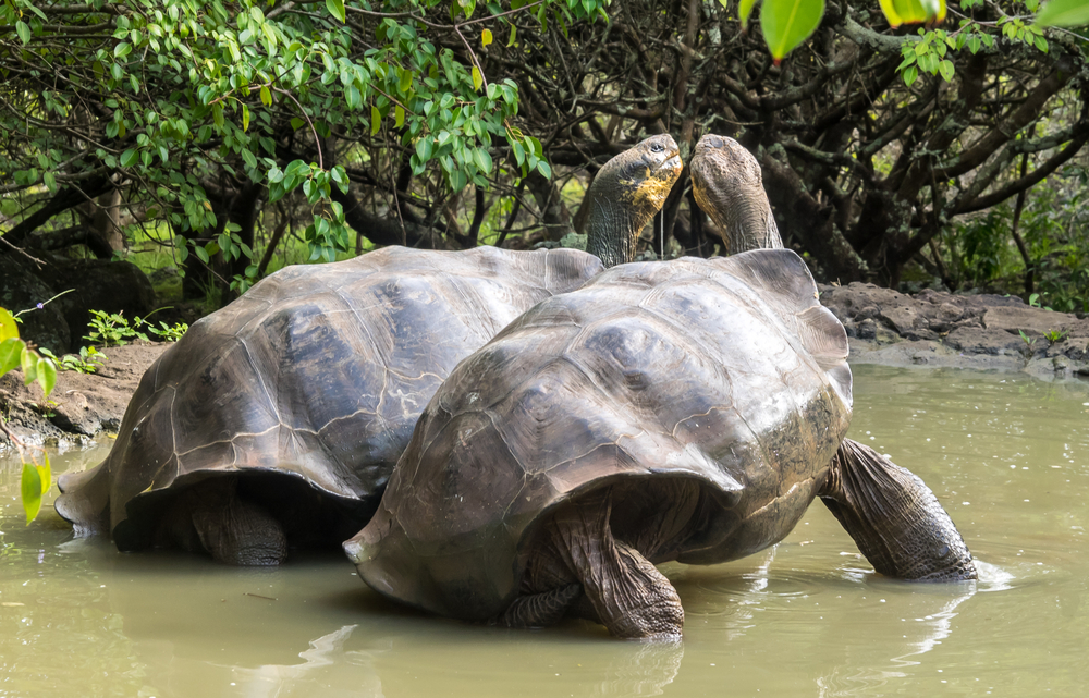 Giant tortoises in the Galapagos. Giant tortoises in the Galapagos.