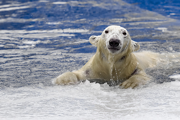 A patient photographer catches the moment a polar bear pops up through the ice. Photo: Shutterstock A patient photographer catches the moment a polar bear pops up through the ice. Photo: Shutterstock