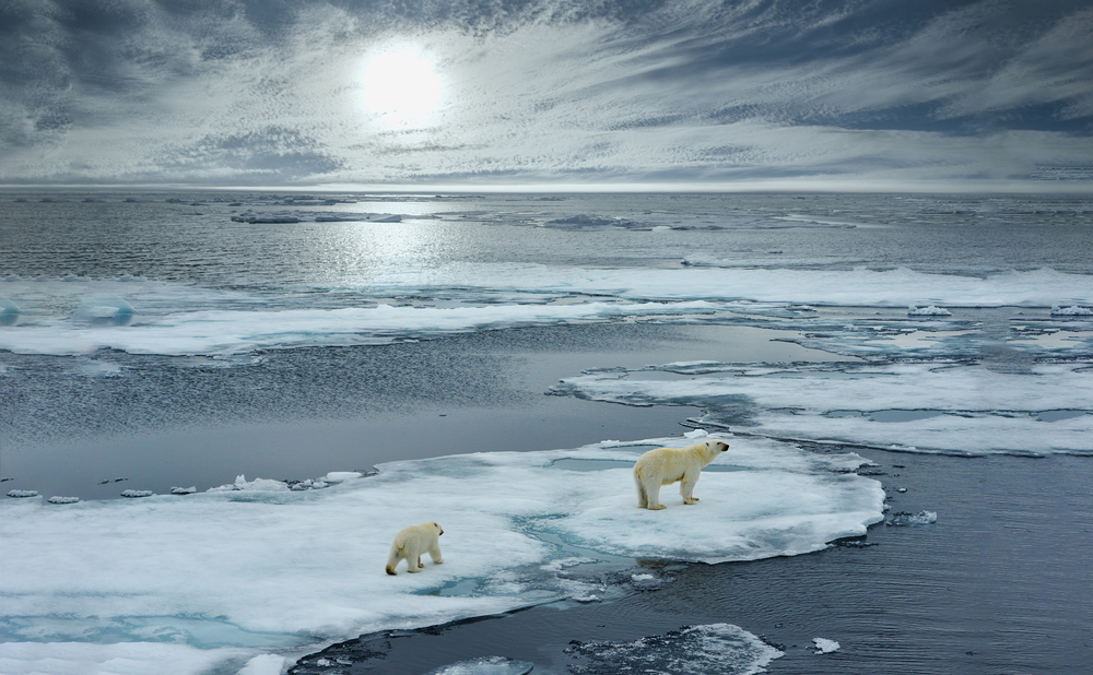 Polar bears on ice floes polar bears on ice floes