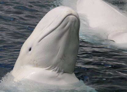 6 Jaw-Dropping Facts About Beluga Whales 6 Jaw-Dropping Facts About Beluga Whales
