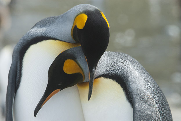 King penguin couple nuzzling King penguin couple nuzzling