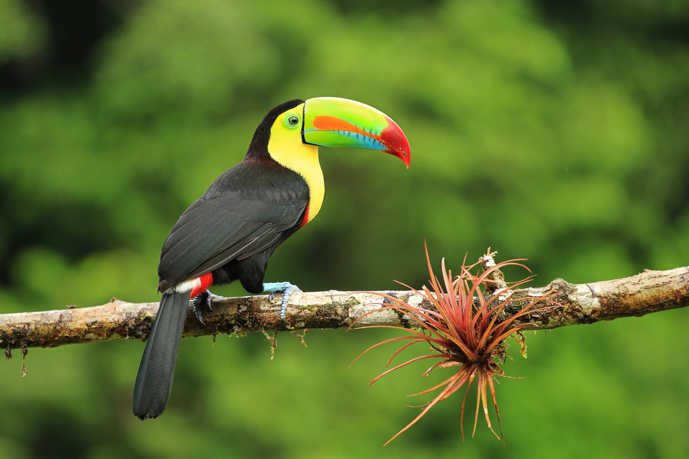 Latin America June Guide Latin America June Guide