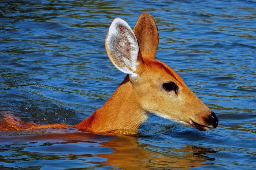 Marsh Deer in the water. Marsh Deer in the water.