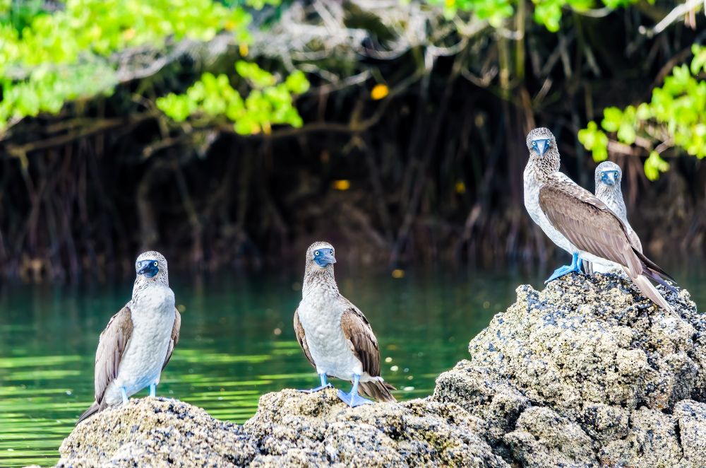 blue footed boobies
