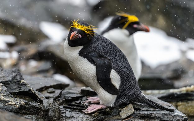 Macaroni Penguin. Macaroni Penguin.