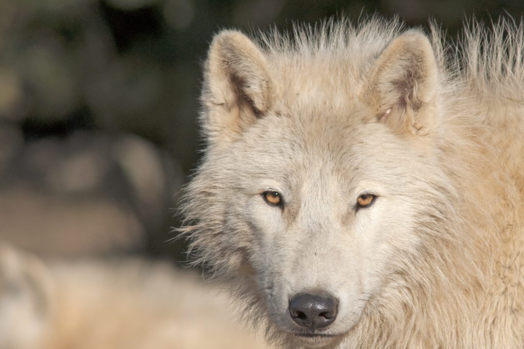 An Arctic wolf close up An Arctic wolf close up