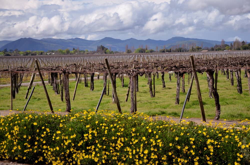 Chilean Winery. Chilean Winery.