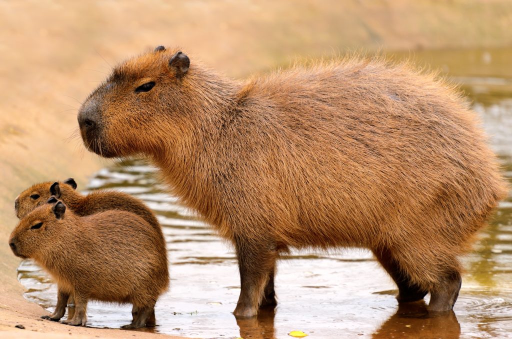 A Capybara and two babies A Capybara and two babies