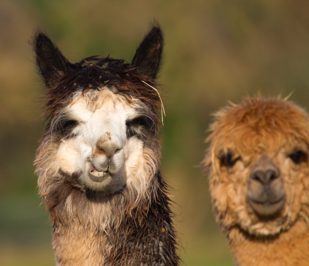 Alpaca who resemble a small llama in appearance and whose wool used for making knitted and woven items such as blankets, sweaters, hats, gloves and scarves. Credit: Shutterstock Alpaca who resemble a small llama in appearance and whose wool used for making knitted and woven items such as blankets, sweaters, hats, gloves and scarves. Credit: Shutterstock