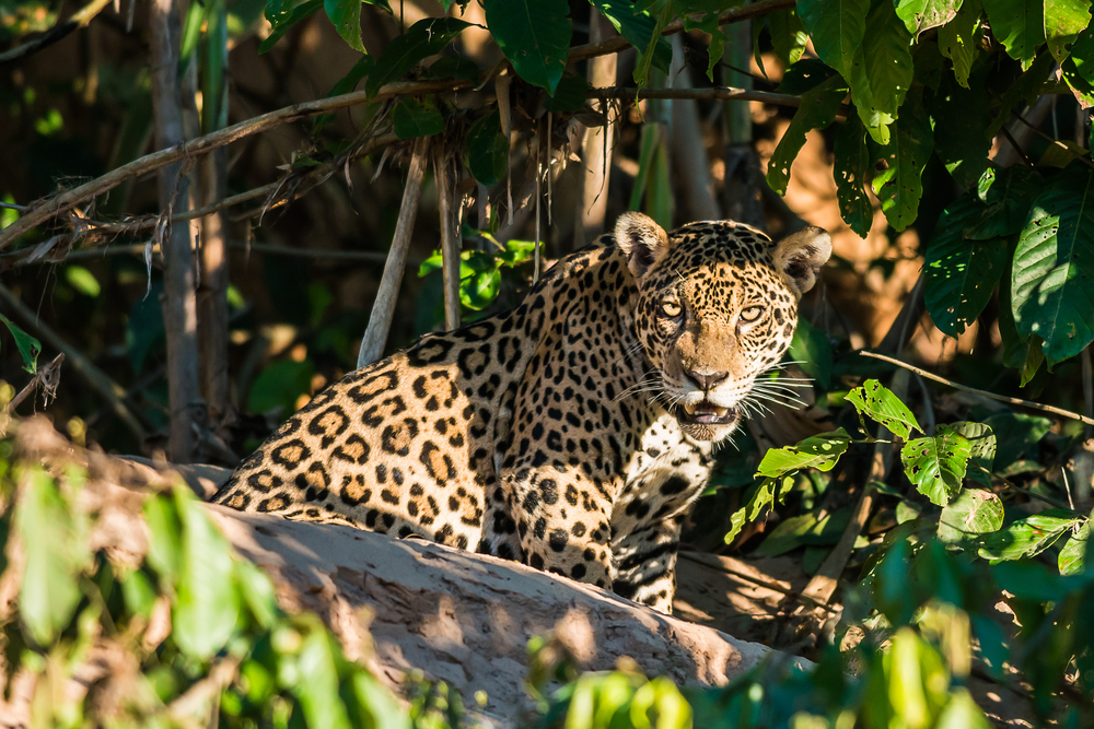A Jaguar in the Peruvian Amazonian Jungle. A Jaguar in the Peruvian Amazonian Jungle.