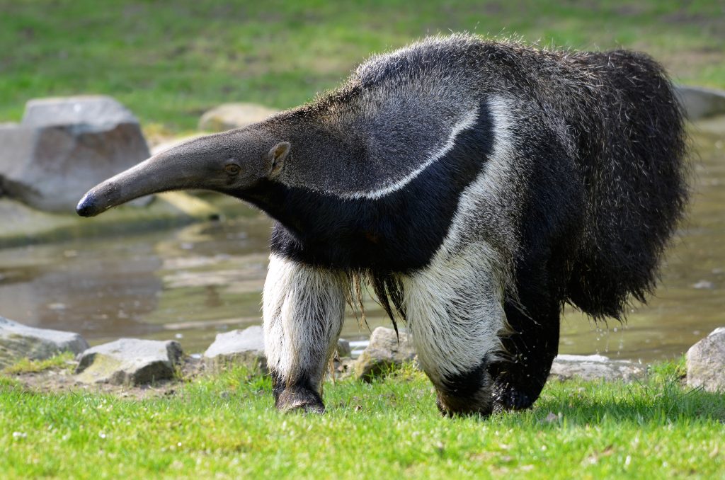 Giant Anteater Giant Anteater
