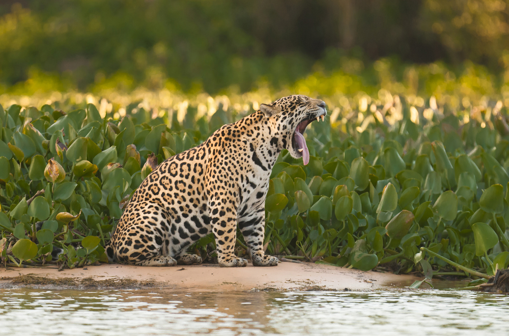 Jaguar in Brazilian Pantanal. Jaguar in Brazilian Pantanal.