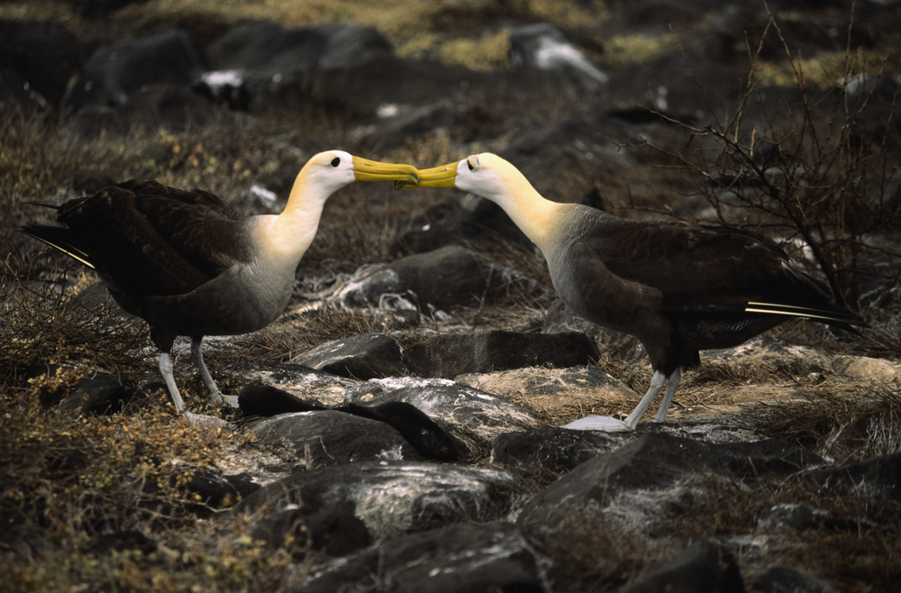 A couple of Waved albatross, Galapagos. A couple of Waved albatross, Galapagos.