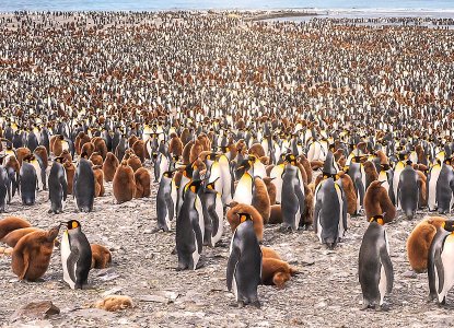 Types of Penguins: How to see the world’s penguin species Types of Penguins: How to see the world’s penguin species