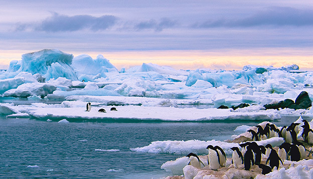 Penguins amongst the ice, Antarctica Penguins amongst the ice, Antarctica