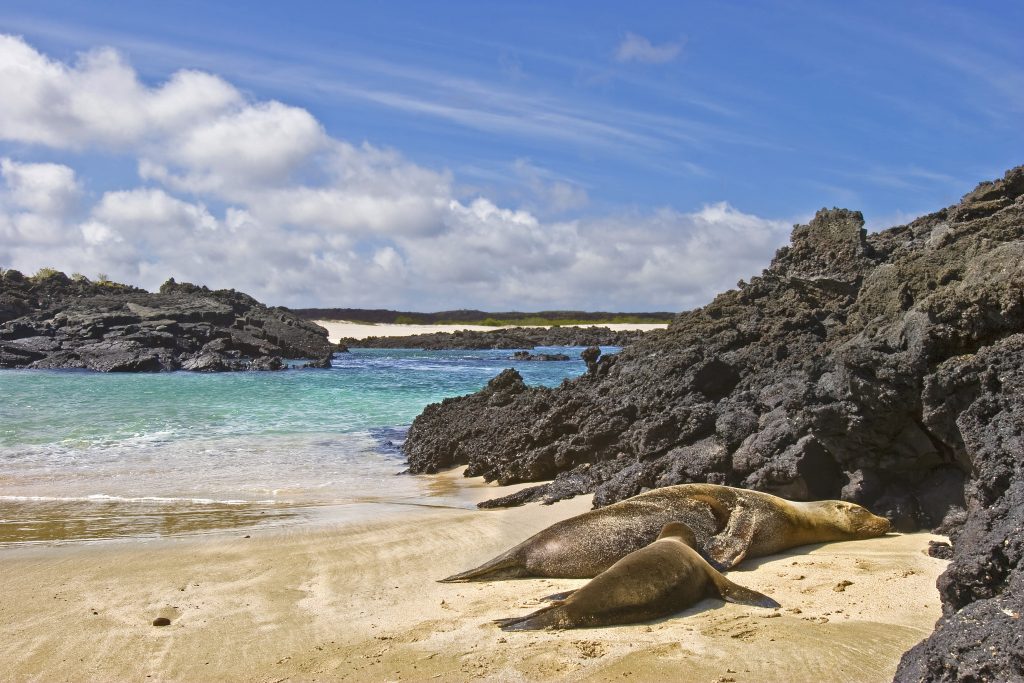 galapagos sea lion nursing on the beach of San cristobal, Galapagos islands galapagos sea lion nursing on the beach of San cristobal, Galapagos islands