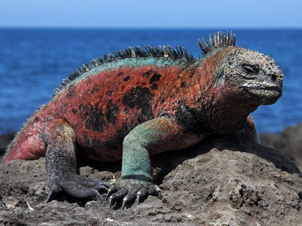 A male Marine Iguana (Amblyrhynchus cristatus) in the Galapagos Islands (Floreana Island) A male Marine Iguana (Amblyrhynchus cristatus) in the Galapagos Islands (Floreana Island)