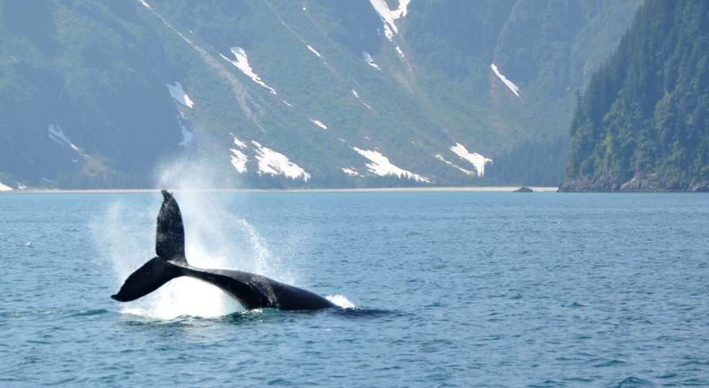 A whale tail emerges out of Arctic waters A whale tail emerges out of Arctic waters