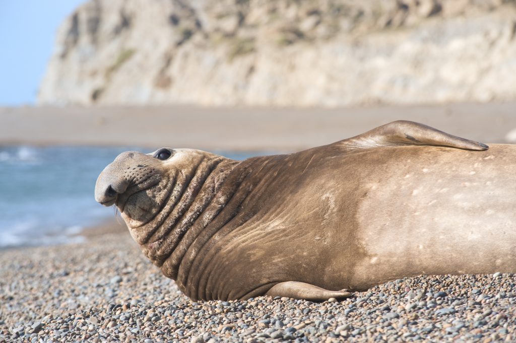 Southern elephant seal on a beach in Patagonia Southern elephant seal on a beach in Patagonia