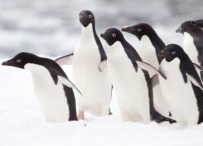 Antarctica Photography: 11 Essential Tips Antarctica Photography: 11 Essential Tips