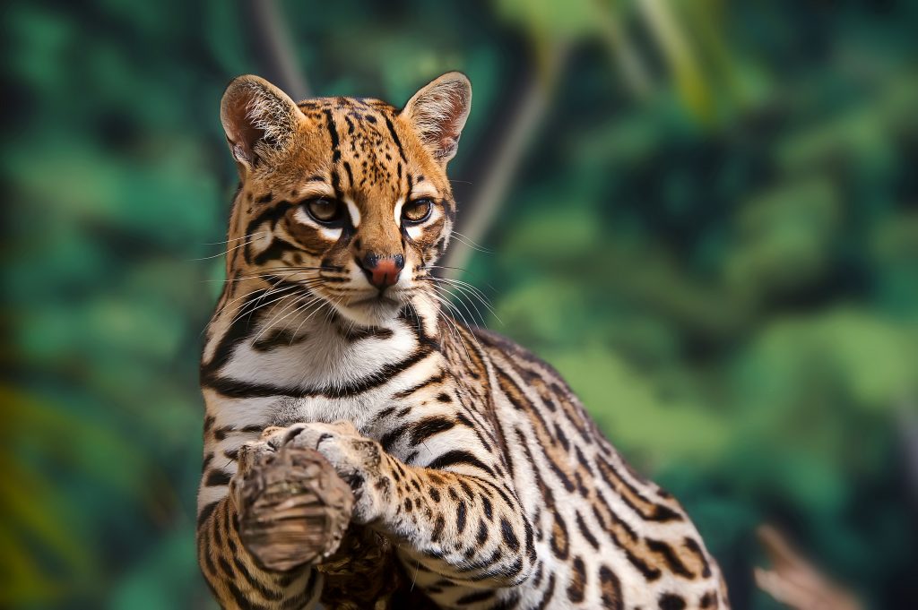 an ocelot on a tree branch an ocelot on a tree branch