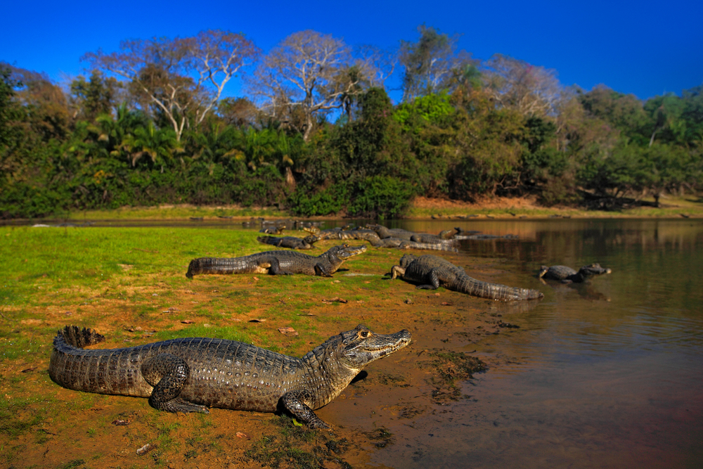 crocodiles on the side of a river with forest in background crocodiles on the side of a river with forest in background