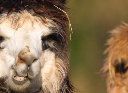 5 Fun Facts About Llamas 5 Fun Facts About Llamas