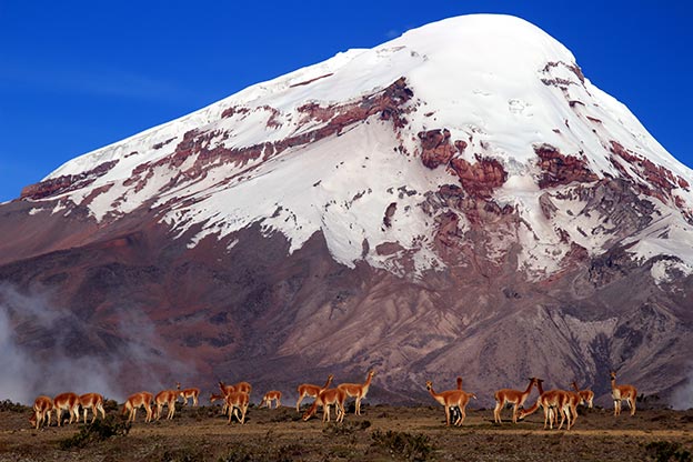 A herd of lamas on the huge Volcano Chimborazo A herd of lamas on the huge Volcano Chimborazo