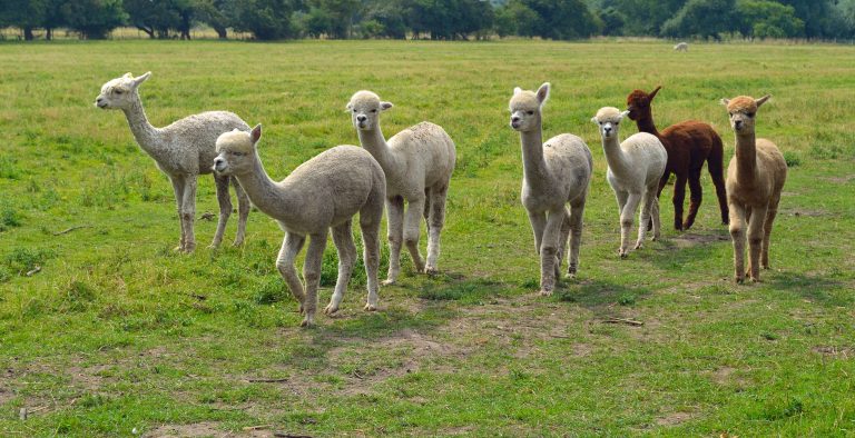 Alpacas in field walking credit shutterstock Alpacas in field walking credit shutterstock