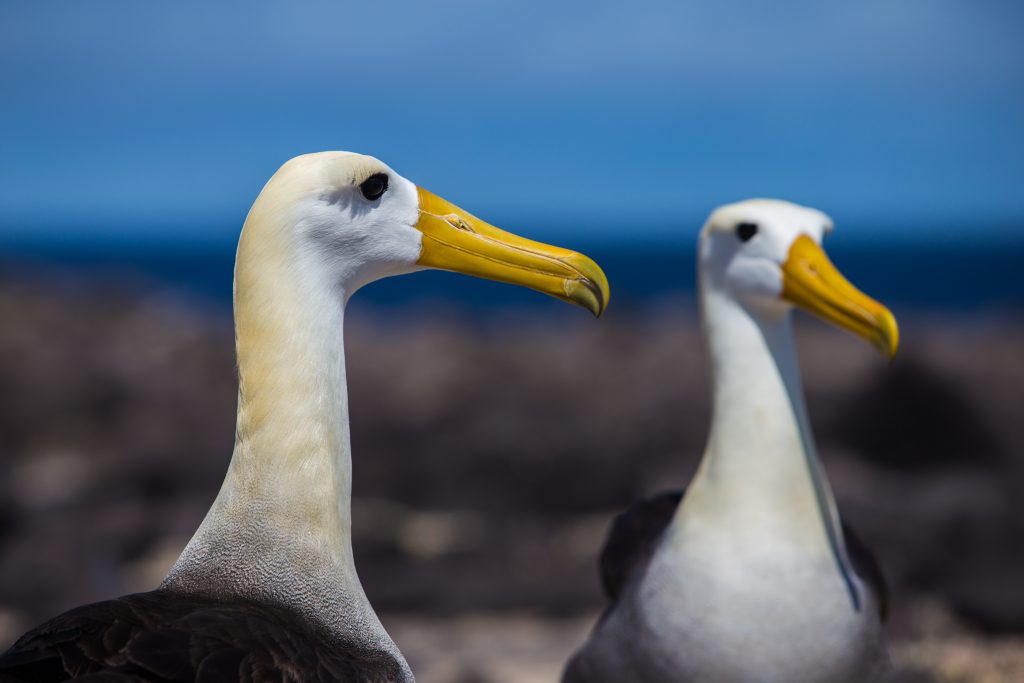 Albatross, Galapagos Islands Albatross, Galapagos Islands